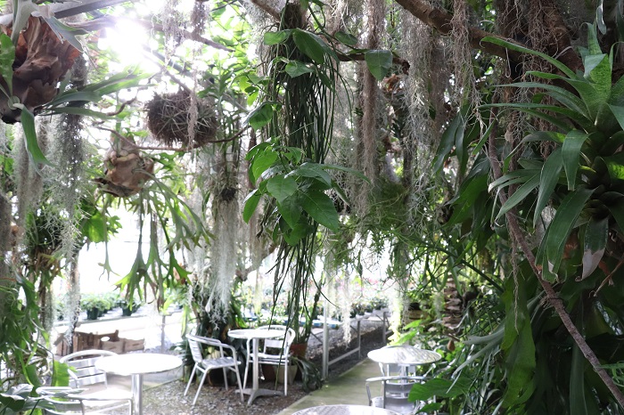 お店の奥には「密林カフェ」があり、フレッシュなグリーンに包まれてまるでジャングルの中にいるよう。美味しいコーヒーを片手に植物をゆっくり選ぶことができるそうです。