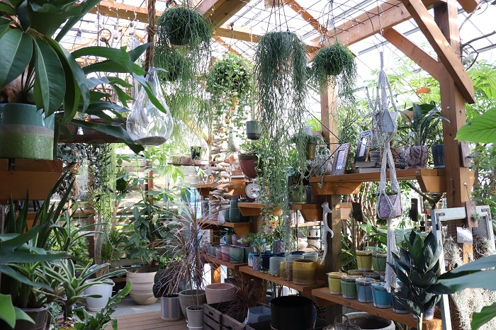 お店はガラス張りの温室になっていてとても明るく、人も植物も過ごしやすい空気感に癒されます。高橋さんは観葉植物もお好きだそうで、高橋さんが生産している珍しい植物もたくさん飾られていました。