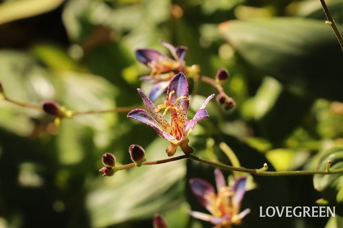 ホトトギス ホトトギス 育て方 性質 花