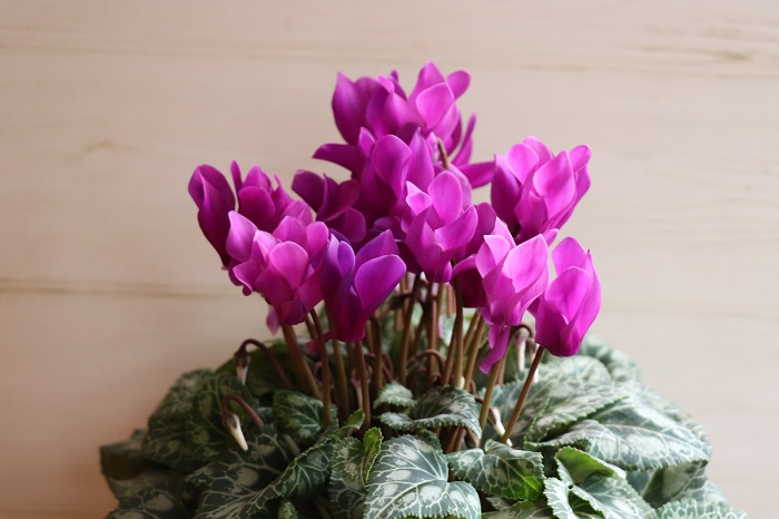 シクラメンは、サクラソウ科の球根植物です。開花期は10～4月で、花色は桃・赤・白・紫などがあります。  花の形やサイズも様々あり、最近は香りが楽しめる品種も注目されています。  シクラメンと聞いてまず思い浮かべるのは、お歳暮や贈答用にも用いられるような鉢花タイプのシクラメンでしょうか。  それらのシクラメンは冬の鉢花の代表ともいえ、冬の室内を明るくしてくれます。寒さと暑さに弱い性質があります。