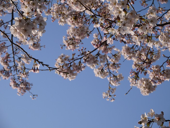桜の種類や咲く季節を紹介 飾り方 食べ方 香り お酒 文学作品まで Lovegreen ラブグリーン