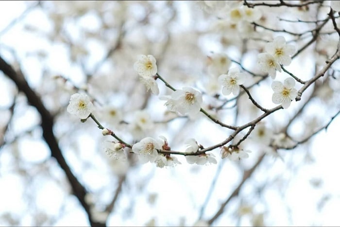 学名：Prunus mume 科、属名：バラ科サクラ属 分類：落葉高木 梅の花の特徴 梅は中国原産の落葉高木です。初春のまだ緑も花も少ないお庭で香りの良い花を咲かせてくれます。まだ寒い季節に鼻先をかすめるようにふわりと梅の香りが流れてくると、春が近いことを実感します。梅はバラ科サクラ属の庭木ですが、桜と違い香りがよいのも特徴です。梅は花、香り、実が楽しめる理想的な庭木です。  澁澤龍彦氏は自身の本の中で梅の花を「的皪（てきれき）」と表現しています。的皪（てきれき）とは白く光り輝く様子を表現する言葉です。初春の明るい太陽に照らされて、輝くように咲く梅の花。梅の花の美しさを表現するのに、これほど適切な言葉はないように思います。