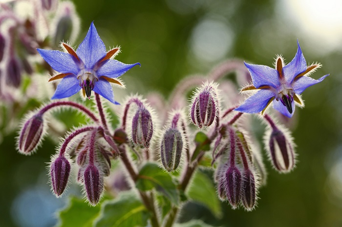 おすすめポイントと特徴  ボリジは5～7月頃に咲く青い星形の花のかわいらしさが際立つハーブです。白い毛に覆われた葉や茎には、キュウリのような香りがあります。イチゴとボリジを近くで育てるとイチゴの生育がよくなるといわれるなど、コンパニオンプランツとしても人気があります。ボリジの花は料理やスイーツの飾りに使われることもあります。  育て方のコツ  ボリジは日なたで水はけがよく、弱アルカリ性の用土を好みます。秋に種を直まきすることもでき、丈夫で育てやすいです。乾燥気味に管理しましょう。寒さには強いので冬を超えて梅雨時の蒸れで枯れますが、こぼれ種で毎年咲くことが多いです。  <div class="posttype-library shortcode"><div id="postMain" class="full">
<article class="library-article"><a href="https://lovegreen.net/library/herb/p105271/" class="clickable"></a>
    <div class="library-thumbnail thumbnail" style="background:url(https://lovegreen.net/wp-content/uploads/2017/07/DSC_0641-300x200.jpg) no-repeat center/cover;"></div>
  <div class="library-ttl-extext top-post-ttl-extext">
    <h2 class="library-title-heading"><a href="https://lovegreen.net/library/herb/p105271/">ボリジ（ルリジサ）の育て方・栽培方法 | 植物図鑑</a></h2>
            <p class="library-excerpt"><a href="https://lovegreen.net/library/herb/p105271/">ボリジは地中海沿岸に自生するムラサキ科の一年草で、ハーブに分類されます。
春に種をまくと、初夏か···</a></p>
          <span class="post-cat"><a href="/library/type/herb">ハーブ</a></span>  </div>
</article>
</div></div>