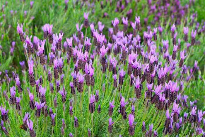 Canva画像　フレンチラベンダー　
ラバンドラ・ストエカス