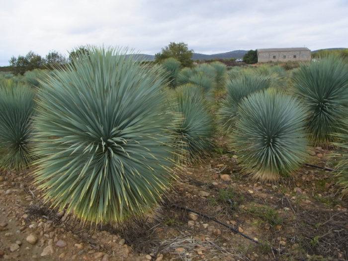世界の植物紀行 – 四代目金岡又右衛門 –スペインで生産されている