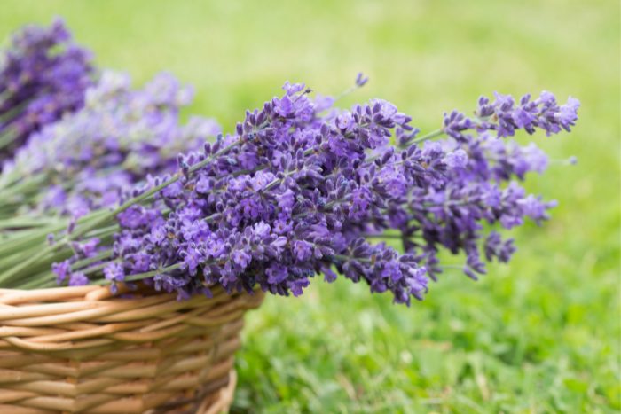 Canva画像　ラベンダー