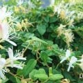 スイカズラ(忍冬)の花をご存知ですか?スイカズラ(忍冬)は他にハニーサックルという名前でも呼ばれます。 とっても香りの良いスイカズラ(忍冬)は香水やアロマオイルとしても人気の花です。スイカズラ(忍冬)の咲く季節、花言葉や種類、育て方、カクテルのレシピ、スイカズラ(忍冬)が登場する物語までご紹介します。