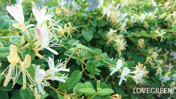 スイカズラ 忍冬 とは 花の季節 香りや種類 育て方 外国語 雑学まで Lovegreen ラブグリーン