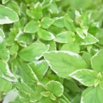 バジル 若木 緑と白の斑入り 斑入りバジルの育て方・栽培方法 | LOVEGREEN(ラブグリーン)