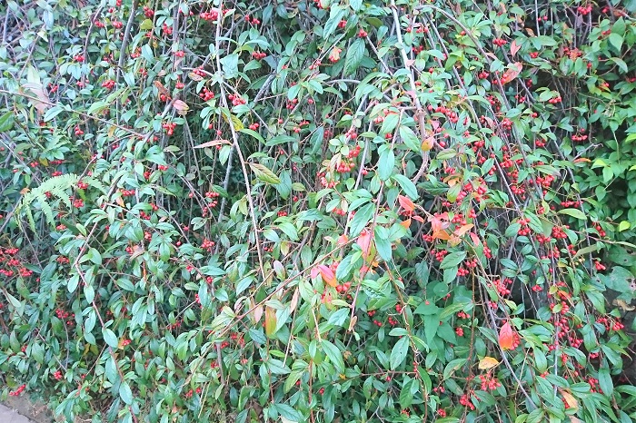 分類：落葉、または常緑低木 結実期：11月～1月 コトネアスターは地面を這うように枝を伸ばして生長していく、バラ科の落葉あるいは常緑低木です。春に白い小さな花を咲かせ、冬に真赤な直径1㎝足らずの実を付けます。地表を覆うように生長していくので、グランドカバーとしても人気があります。