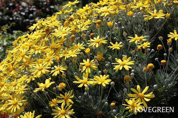 ユリオプスデージー ユリオプスデージー