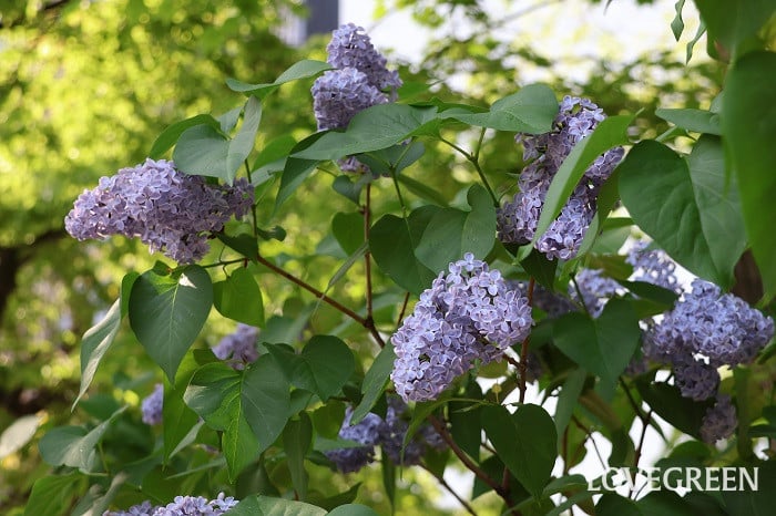 ライラック ライラック