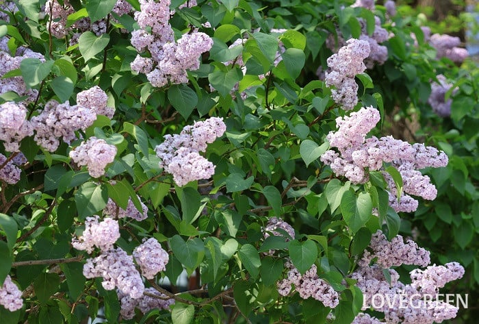 ライラック ライラック