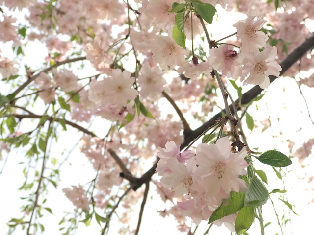 桜の生け方やコツ 楽しみ方 Lovegreen ラブグリーン