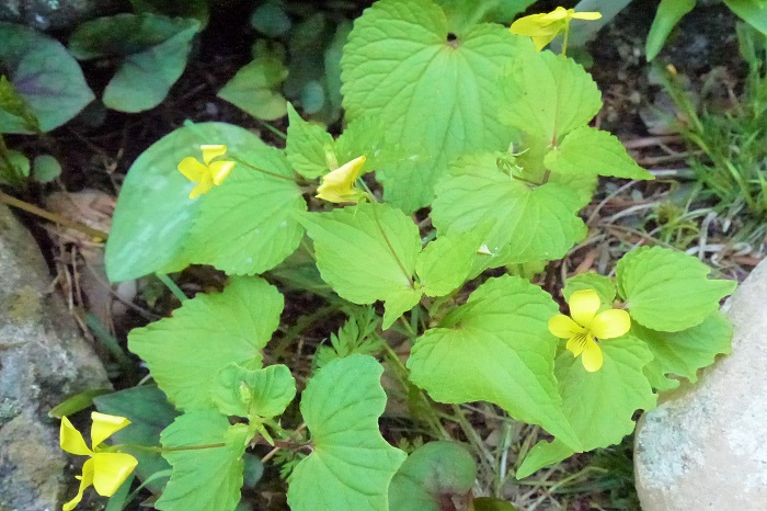 オオバキスミレ 学名：Viola brevistipulata 茎：有茎種 葉：大きなスペード型 花色：明るい黄色 オオバキスミレは日当たりのよい森の中や山野に生えています。通常のスミレ（菫）よりも少し花期が遅く、他のスミレが終わった頃に咲き始めます。葉は大きく、スペード型をしています。花が明るい黄色なので、スミレ（菫）だとわからないくらいです。