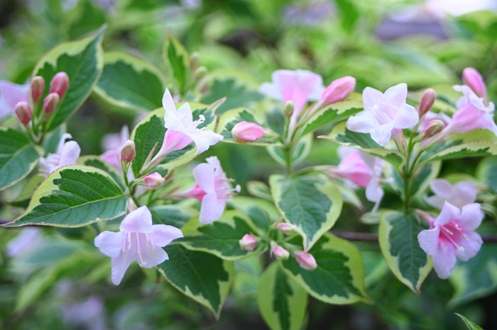 5月の花32選 初夏に咲く花をご紹介 Lovegreen ラブグリーン