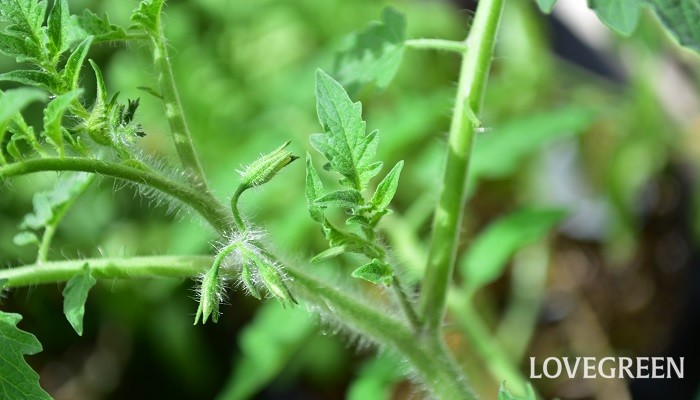ミニトマトの育て方 わき芽かきと支柱の立て方 Lovegreen ラブグリーン