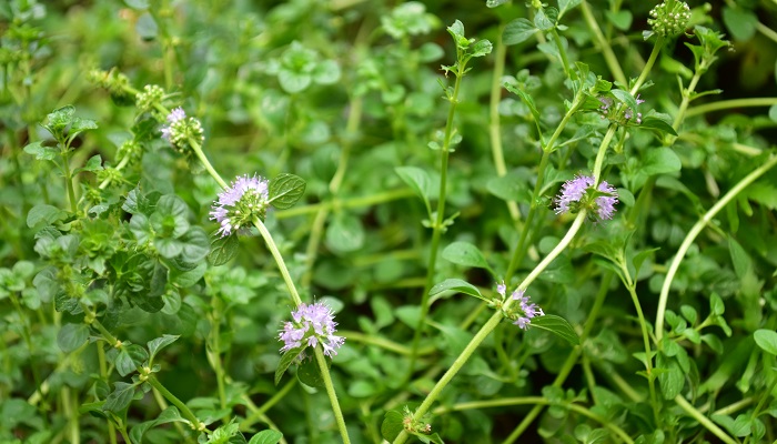 ペニーロイヤルミントの花言葉 種類 特徴 色別の花言葉 Lovegreen ラブグリーン