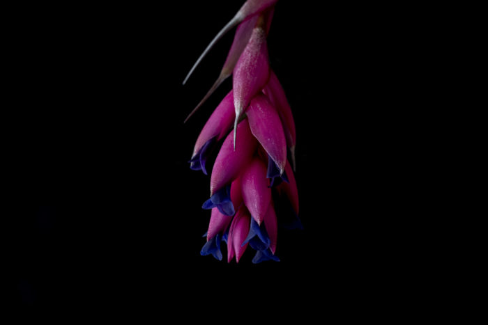 ストリクタ・マゼンタは普通のストリクタよりも花色が濃く、ティランジア・アエラントスに似た色合いをしています。花序は下垂し、1～2週間弱程度の間花を楽しむことができます。