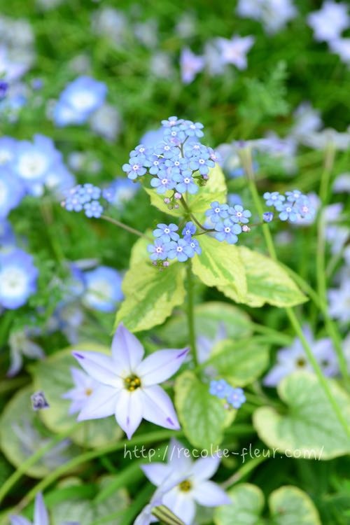 春の青い花 おすすめ草花12選 Lovegreen ラブグリーン