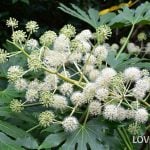 306・ヤツデの新芽に、植物の生命力を感じました。 | kanyou