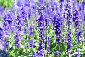 ずっと咲き続ける花一覧｜一年草、多年草、日陰、プランターの育てやすい種類 | LOVEGREEN(ラブグリーン)