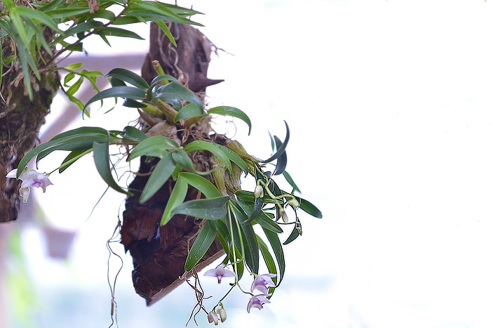 Dendrobium kingianum 'Silcokii' 
