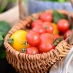 ミニトマトの収穫、時期、タイミング