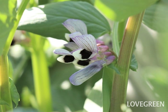 そら豆 そら豆 育て方 特徴 花