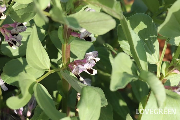 そら豆 そら豆 育て方 特徴 花