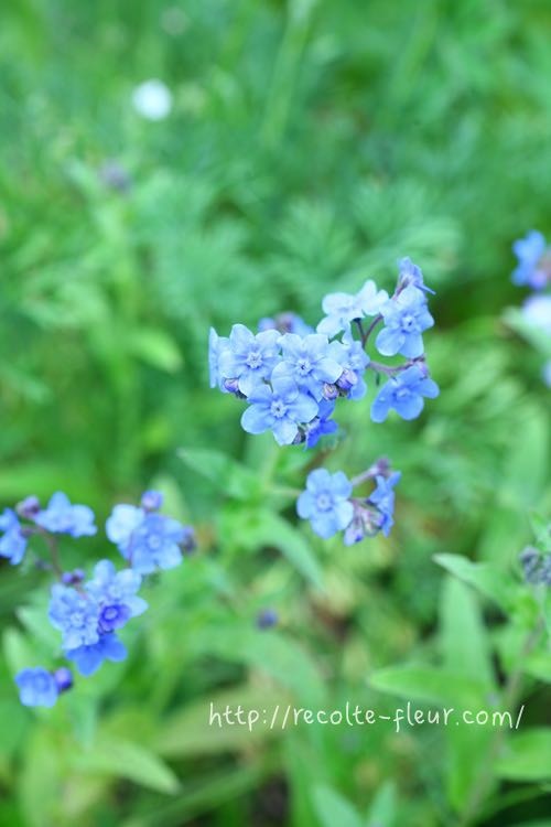 春の青い花 おすすめ草花12選 Lovegreen ラブグリーン