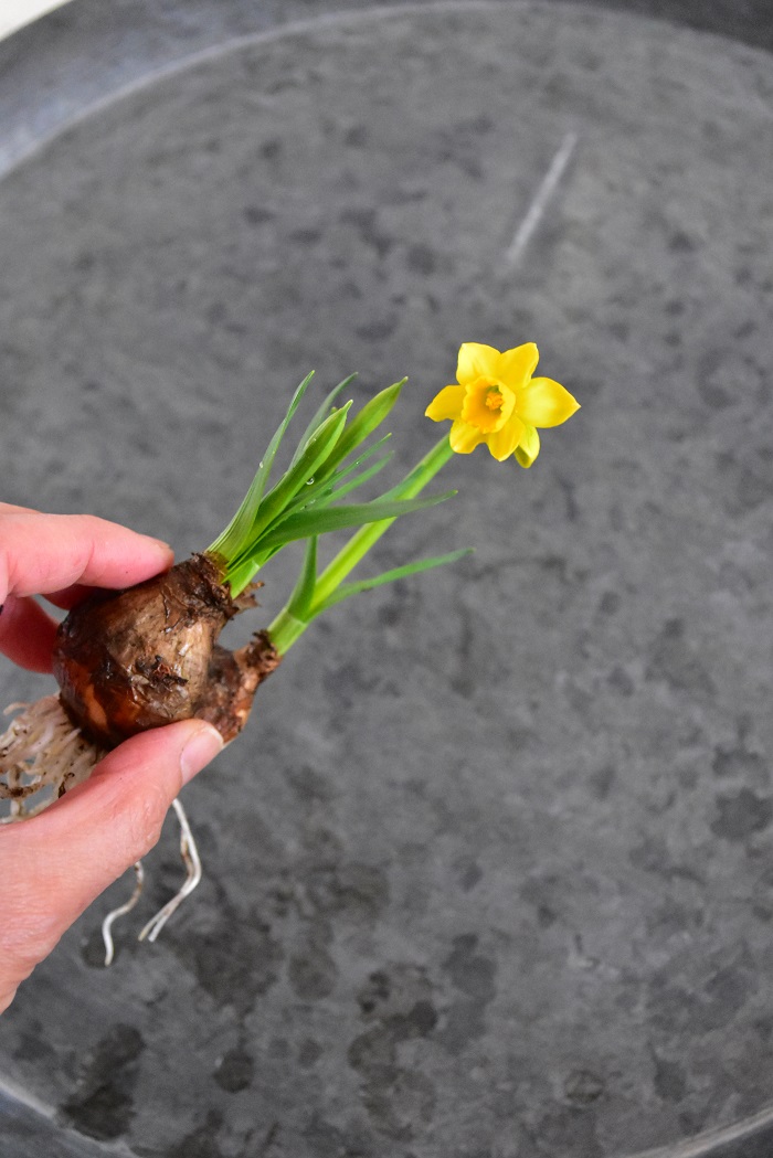 花屋さんで球根つきの花が手に入らない場合は、苗で売っている芽出し球根もおすすめ。きれいに土を洗えば切り花として楽しめます。