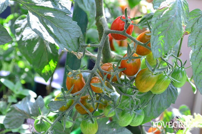 ミニトマトをベランダ菜園で収穫 育て方とプランター栽培のコツ Lovegreen ラブグリーン