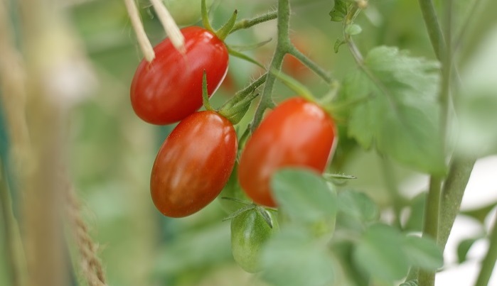 ミニトマトをベランダ菜園で収穫 育て方とプランター栽培のコツ Lovegreen ラブグリーン