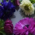 ミステリアスな美しさが人気のアネモネの花。アネモネの花や色の魅力、咲く季節、育て方、種類、球根の植え付け方法、アネモネの名前の由来になったギリシャ神話まで。 アネモネをもっと楽しむコツをご紹介します。