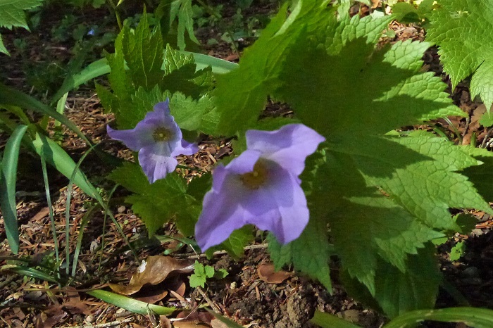 植物名：シラネアオイ（白根葵） 科名：キンポウゲ科 分類：多年草 花期：4~5月 シラネアオイが咲くのは春、直射日光が当たらないような山野の中です。青味がかった薄紫色の花びらを大きく広げるように咲きます。クリスマスローズと同じキンポウゲ科に属すように、シラネアオイの花はクリスマスローズの花に少し似ています。  夏の暑さに弱く、主に関東以東の寒冷地を好みます。自宅でシラネアオイ育てるのなら、風通しと湿気に注意が必要です。