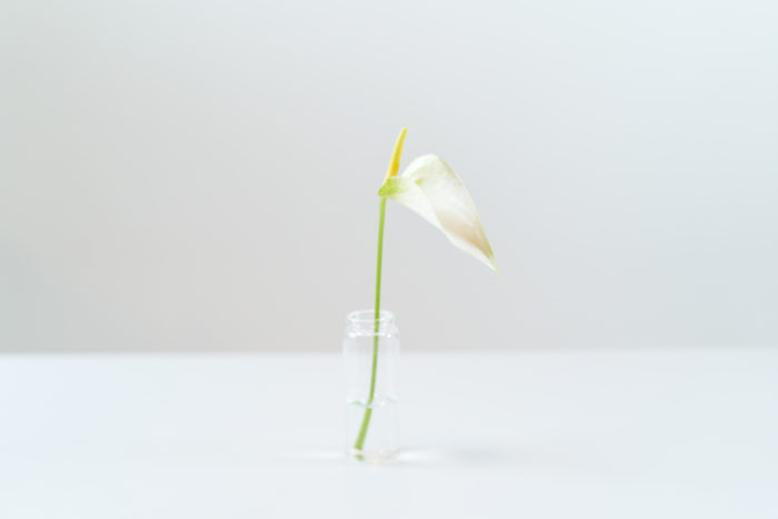  ユニークな花の形と独特の存在感のあるアンスリウム。すらりと伸びるラインが洗練された印象を与えます。暑さにも強いのでこれからの季節におすすめの花材。