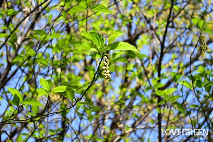 キブシ 木五倍子 の花言葉 特徴 種類別の花言葉 Lovegreen ラブグリーン