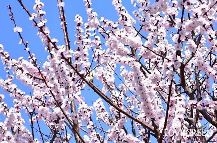 あんず2 アンズ