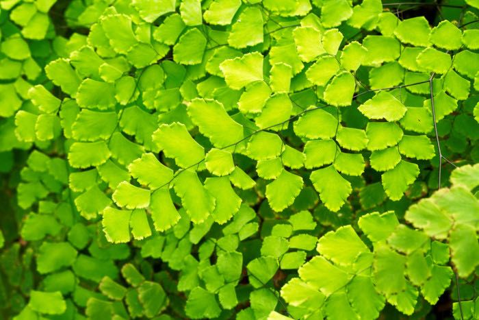 アジアンタムの花言葉 種類 特徴 色別の花言葉 Lovegreen ラブグリーン
