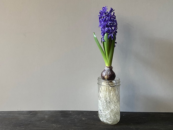 植物名：ヒヤシンス 科名：ユリ科 分類：多年草 花期：3~4月 春を代表する球根花の一つ、ヒヤシンス。子供の頃に水耕栽培でヒヤシンスを育てたことがある方も多いのではないでしょうか。ヒヤシンスは香りがよいことでも有名です。庭植えでも水耕栽培でもよく育ちます。  ヒヤシンスは色の種類が豊富な花です。紫色のヒヤシンスだけでも、群青のような濃い紫から赤紫、ピンクに近い紫、淡い紫色など何色もあります。  切り花でも多く流通しています。お部屋の中にヒヤシンスを飾って、香りまで満喫しませんか。