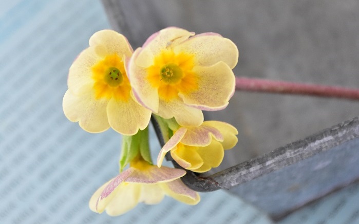 品種が豊富な多年草 | プリムラ | LOVEGREEN(ラブグリーン)