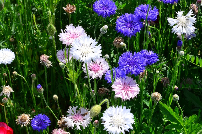 ヤグルマギク 矢車菊 の花言葉 種類 特徴 色別の花言葉 Lovegreen ラブグリーン