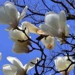 ハクモクレンの花言葉｜花の特徴、モクレンとコブシとの違い
