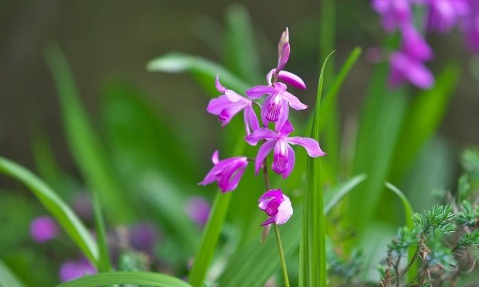 シラン 紫蘭 の花言葉 種類 特徴 色別の花言葉 Lovegreen ラブグリーン