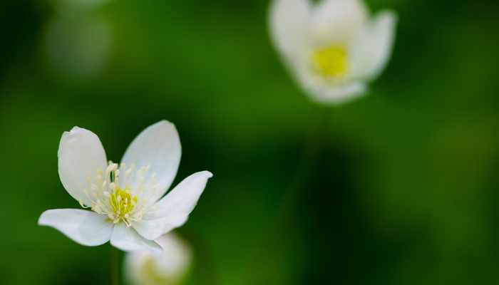 ニリンソウ 二輪草 の花言葉 特徴 種類別の花言葉 Lovegreen ラブグリーン