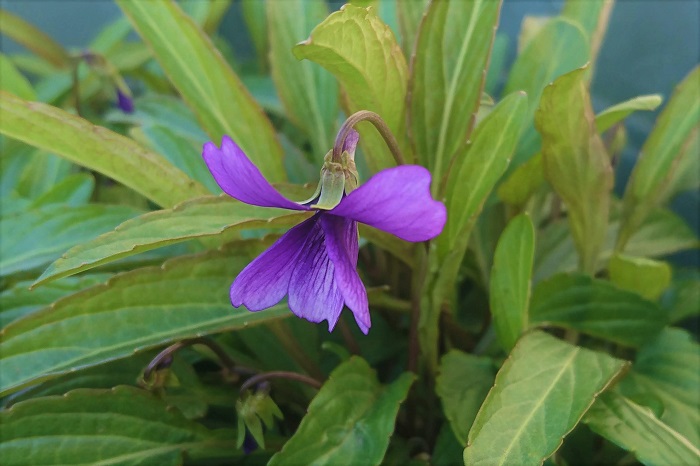 植物名：スミレ（菫） 科名：スミレ科 分類：多年草 花期：3~5月 女性の名前にも使われる「スミレ（菫）」。名前だけでも可憐な響きのスミレ（菫）の花は、古今東西人気の衰えることのない花です。スミレ色という色の名前はこの可憐な紫色の花から付けられた名前です。 直径2~3㎝の小さな紫色や薄紫色の花にそうっと顔を近づけると、ほのかに芳香がするのもスミレ（菫）の魅力の一つです。