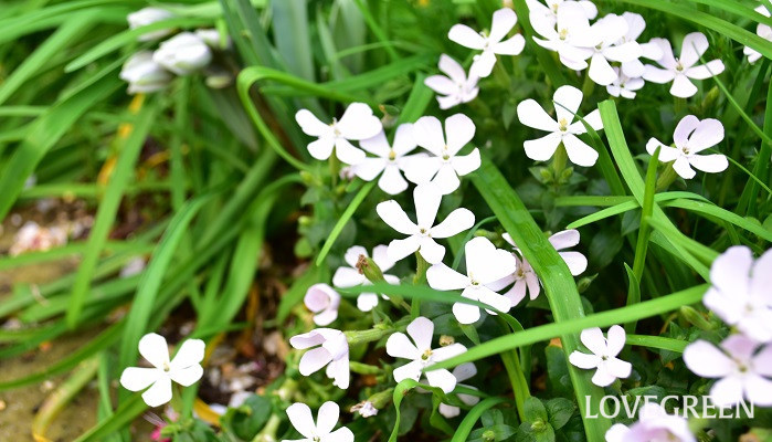 春から初夏の花壇や寄せ植えにおすすめ シレネ カロリニアナ Lovegreen ラブグリーン