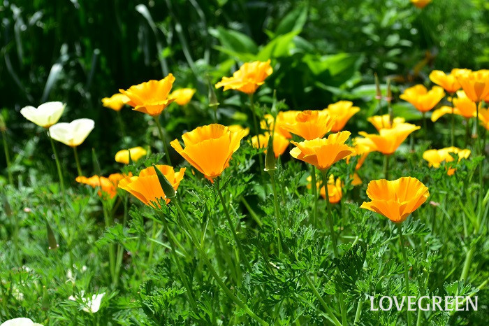 春の花壇におすすめの一年草　カリフォルニアポピー