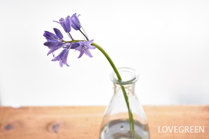 紫のヒヤシンソイデス・ヒスパニカは、切り花としても流通しています。切り花の時は「シラー」の名前で流通していることが多いようです。